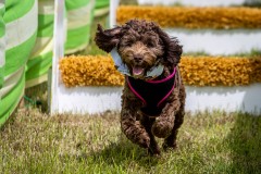 220522_Woof_Mudder-0251