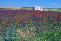 Wild flowers in a field ifrane morocco