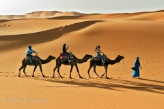 Camels walking into the Erg Chebbi sand dunes Sahara Desert Morocco