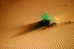Erg Chebbi sand dunes and clump of grass Morocco