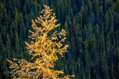 161004-Banff-6130