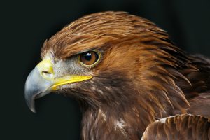 gauntlet-birds-of-prey-knutsford-cheshire-2